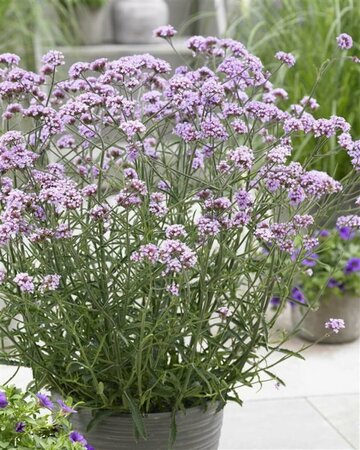Verbena bonariensis 'Lollipop' C3 - afbeelding 4