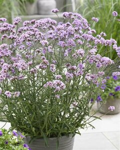 Verbena bonariensis 'Lollipop' C3 - afbeelding 4