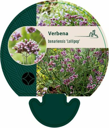 Verbena bonariensis 'Lollipop' C3 - afbeelding 5