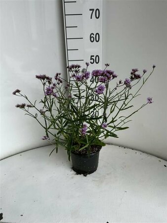 Verbena bonariensis 'Lollipop' C3 - afbeelding 6