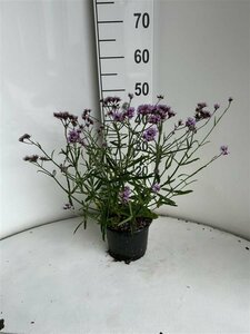 Verbena bonariensis 'Lollipop' C3 - afbeelding 6