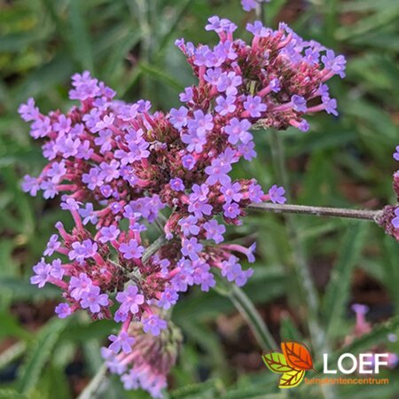 Verbena bonariensis 'Lollipop' C3 - afbeelding 2