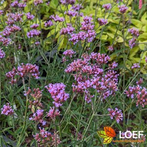 Verbena bonariensis 'Lollipop' C3 - afbeelding 3