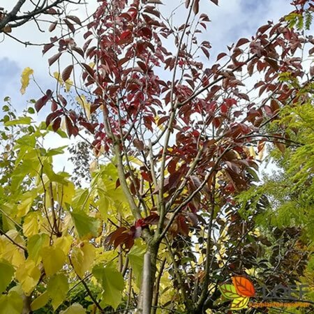 Prunus serrula 'Royal Burgundy' ST. 225 10-12 C. 