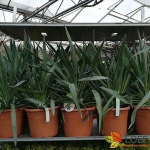 Yucca gloriosa 80/100 C. - afbeelding 1