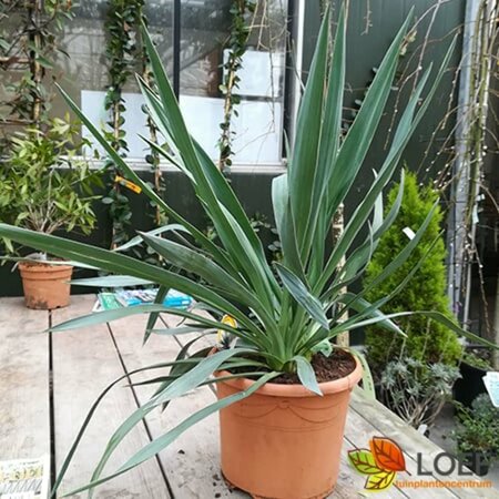 Yucca gloriosa 80/100 C. - afbeelding 2