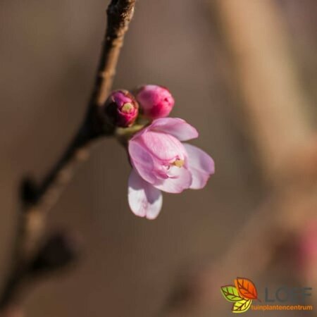 Prunus subhirtella 'Autumnalis Rosea' 150/175 C. - afbeelding 4