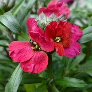 Erysimum 'Red Jep' C1