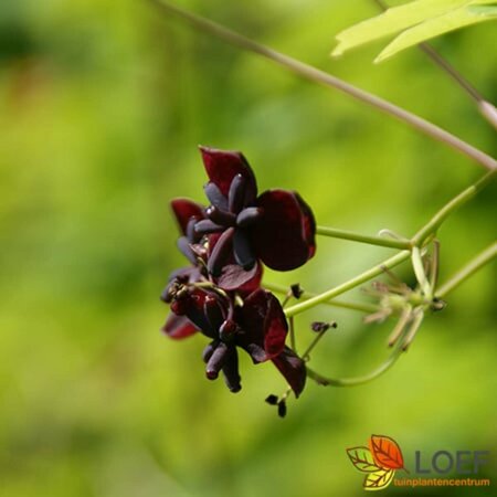 Akebia quinata 60/80 C.