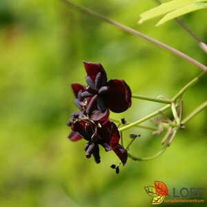 Akebia quinata 60/80 C.