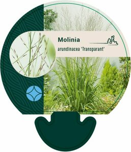 Molinia arundinacea 'Transparent' C2 - afbeelding 1