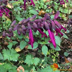 Salvia 'Wendy's Wish' C3 - afbeelding 1