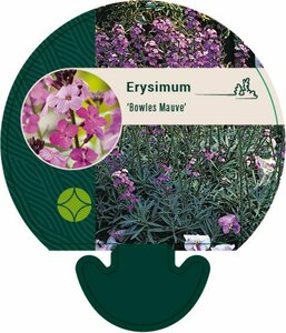 Erysimum 'Bowles' Mauve' C3 - afbeelding 3