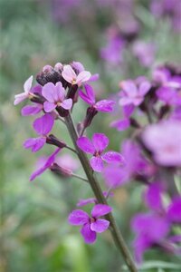 Erysimum 'Bowles' Mauve' C3 - afbeelding 2