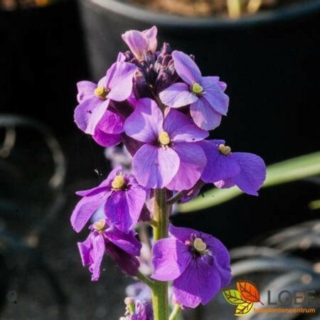 Erysimum 'Bowles' Mauve' C3 - afbeelding 1
