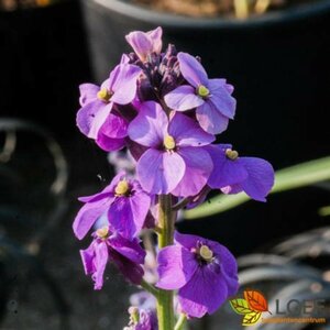 Erysimum 'Bowles' Mauve' C3 - afbeelding 1