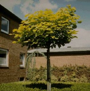 Catalpa bignonioides 'Aurea' ST. 120 16-18 C.  