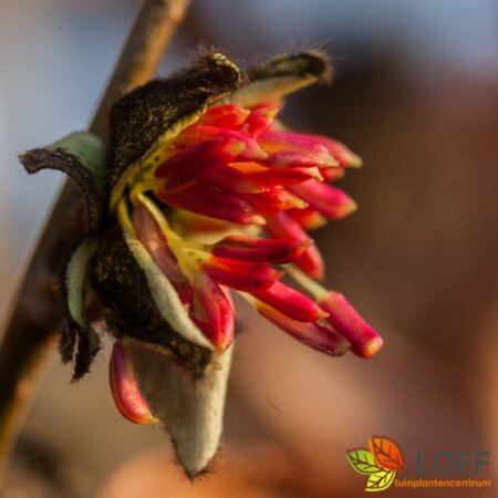 Parrotia persica 300/350 C. Meerstammig - afbeelding 1