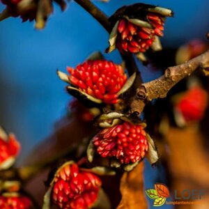 Parrotia persica 300/350 C. Meerstammig - afbeelding 2