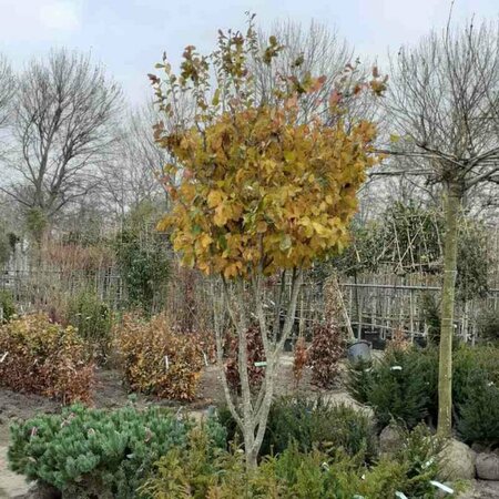 Parrotia persica 300/350 C. Meerstammig - afbeelding 6