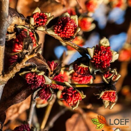 Parrotia persica 300/350 C. Meerstammig - afbeelding 3