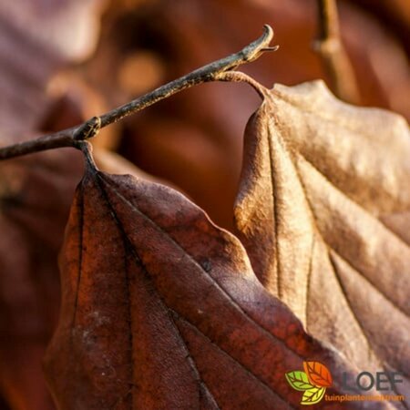 Parrotia persica 300/350 C. Meerstammig - afbeelding 4