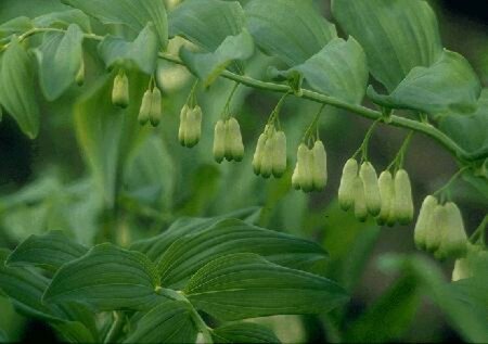 Polygonatum multiflorum P9 - afbeelding 1