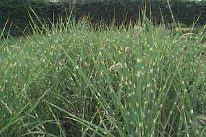 Miscanthus sinensis 'Strictus' C5