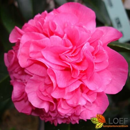 Camellia williamsii 'Debbie' 60/80 C. - afbeelding 1