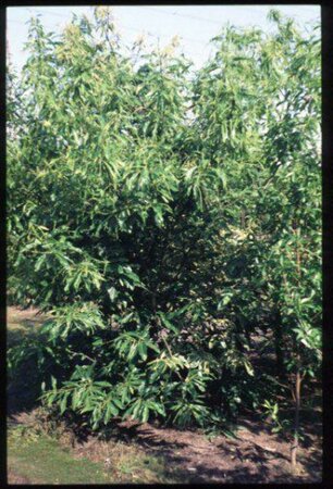 Castanea sativa 6-8 C. - afbeelding 2