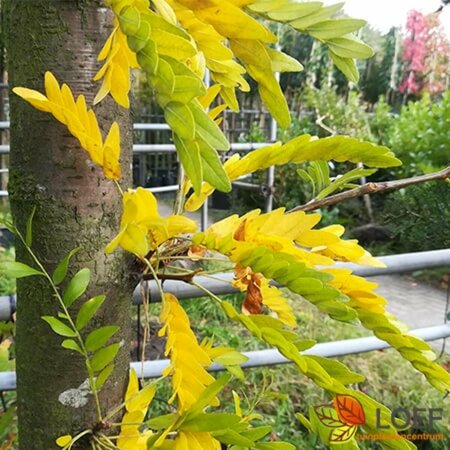 Gleditsia triacanthos 'Sunburst' 6-8 C. - afbeelding 1