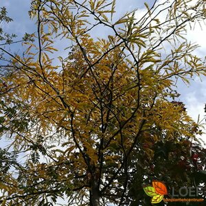 Gleditsia triacanthos 'Sunburst' 6-8 C. - afbeelding 2