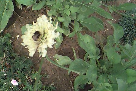 Cephalaria gigantea P9 - afbeelding 1