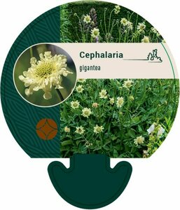 Cephalaria gigantea P9 - afbeelding 2