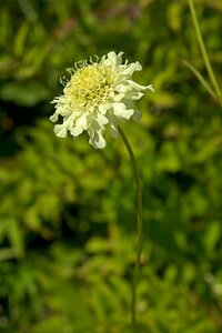 Cephalaria gigantea P9 - afbeelding 4