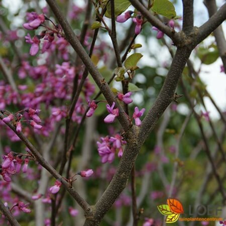 Cercis canadensis 'Tennessee Pink' 8-10 C. 