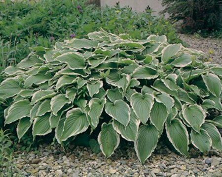 Hosta undulata 'Albomarginata' P9 - afbeelding 4