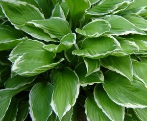 Hosta undulata 'Albomarginata' P9 - afbeelding 5