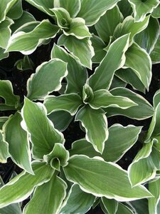 Hosta undulata 'Albomarginata' P9 - afbeelding 2