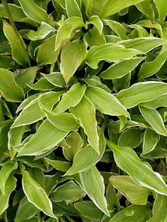 Hosta undulata 'Albomarginata' P9 - afbeelding 3