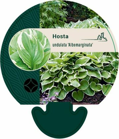 Hosta undulata 'Albomarginata' P9 - afbeelding 1