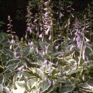 Hosta undulata 'Albomarginata' P9 - afbeelding 6