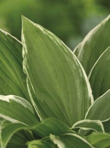 Hosta undulata 'Albomarginata' P9 - afbeelding 7