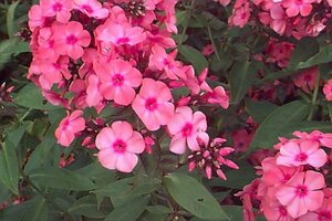 Phlox paniculata 'Windsor' P9 - afbeelding 1