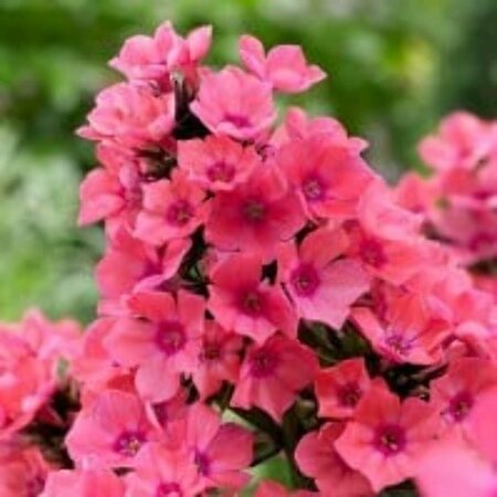 Phlox paniculata 'Windsor' P9 - afbeelding 2