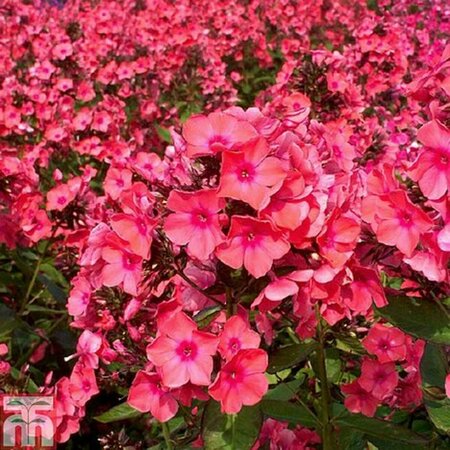 Phlox paniculata 'Windsor' P9 - afbeelding 3