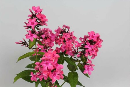 Phlox paniculata 'Windsor' P9 - afbeelding 4