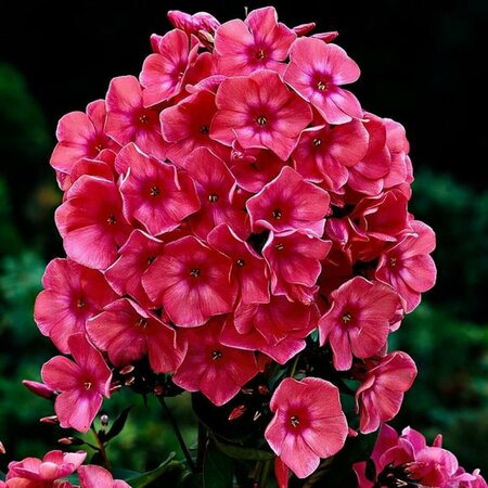 Phlox paniculata 'Windsor' P9 - afbeelding 5