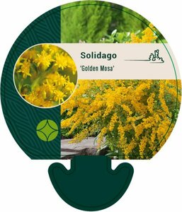 Solidago 'Golden Mosa' P9