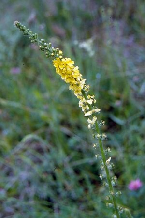 Agrimonia eupatoria P9